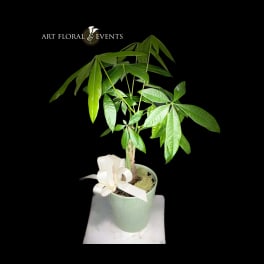 Potted money tree plant with a white ribbon in a pale green pot