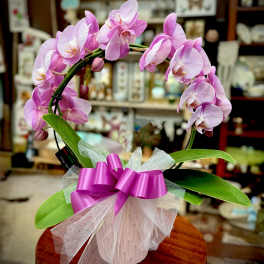 Pink orchid arrangement in a white pot with a ribbon bow