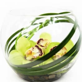 Green orchids in a round glass bowl with decorative stones