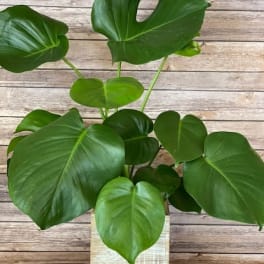 Monstera in Wood Box