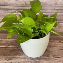Neon Pothos