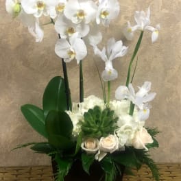White orchids and pale roses arranged in a dark square container
