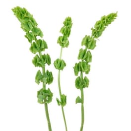 Three green flower stems with clustered blooms on a white background