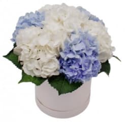 Blue and white hydrangeas in a round white box