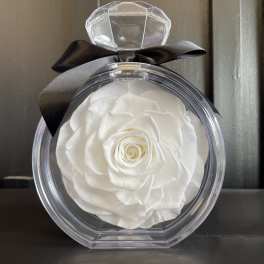 White rose in a clear round gift box with a black ribbon