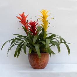 Potted bromeliad plant with red, orange, and yellow blooms