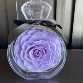 Single lavender rose in a clear round gift box with a black ribbon