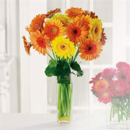 Bouquet of orange and yellow gerbera daisies in a clear glass vase