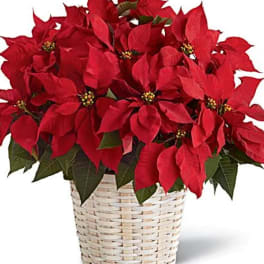 Red poinsettia arrangement in a white woven basket