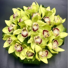 Bouquet of lime green orchids with burgundy-speckled centers