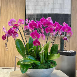Pink orchid arrangement in a white bowl planter