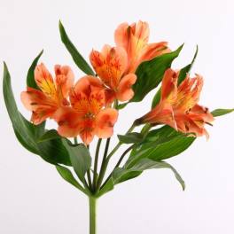 Orange alstroemeria flowers with green leaves on a single stem