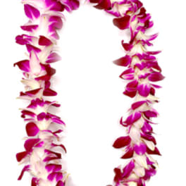 Pink and white orchid lei on a white background