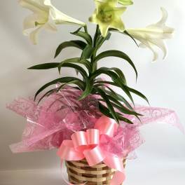 White lilies in a woven basket with pink ribbon and wrap