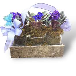 Purple potted violets in a bark planter with a lavender ribbon and butterfly decoration