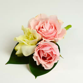 Three rose blooms with dark green leaves on a white background