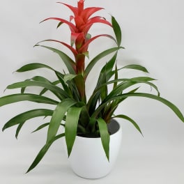 Potted bromeliad with red blooms in a white planter
