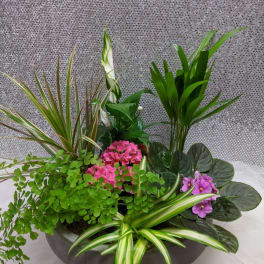 Mixed potted arrangement with pink and purple flowers and assorted foliage