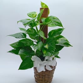 Pothos Pole