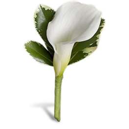 Single white calla lily boutonniere with variegated foliage and wrapped stem