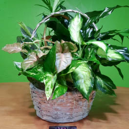 Basket of assorted green and pink houseplants