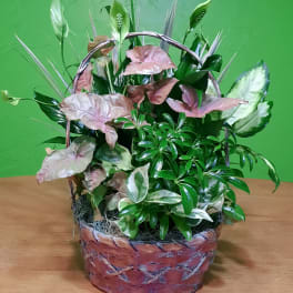 Basket arrangement of assorted green and pink foliage plants