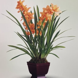 Orange orchid arrangement in a dark purple planter