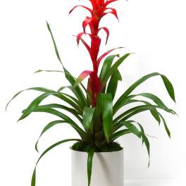 Red bromeliad plant with long green leaves in a white pot
