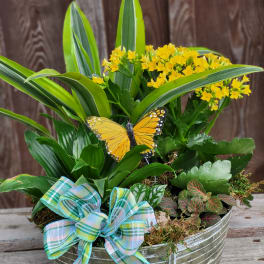 Potted yellow flowers with mixed green foliage and a plaid ribbon bow