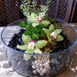 Succulent arrangement with pale green orchids in a glass bowl