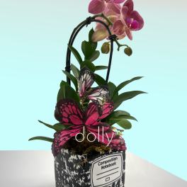 Mini Orchid with Butterfly