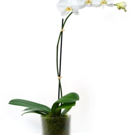 Tall potted white orchid plant in a clear glass vase with moss at the base