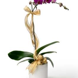 Potted purple orchid plant in a white container with gold ribbon bows and a tall support stake.