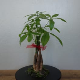 Zen Style Money Tree