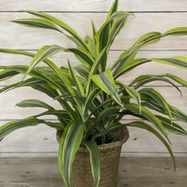 Potted variegated green houseplant in a woven basket