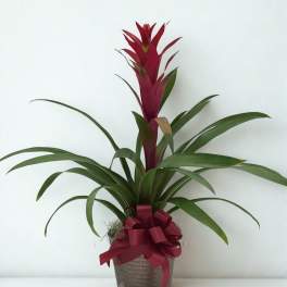 Potted plant with long green leaves and a red central bloom, tied with a ribbon
