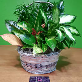 Basket of assorted potted foliage plants on a table