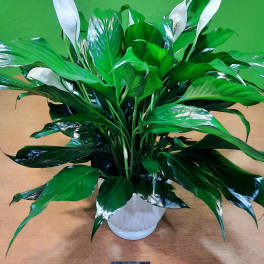 White peace lilies in a white pot