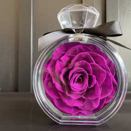 Single magenta rose in a clear round gift box with a black ribbon