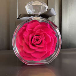 Single pink rose in a clear round box with a black ribbon