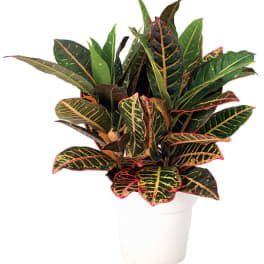 Potted croton plant with multicolored variegated leaves in a white pot