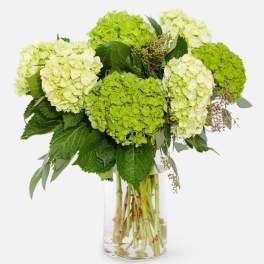 Green hydrangea bouquet in a clear glass vase