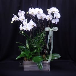 White orchids arranged in a wooden planter with a sheer ribbon
