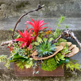 Succulent arrangement with red bromeliads in a wooden box