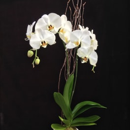 White orchid plant in a white pot with tall twig accents