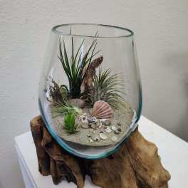 Glass terrarium with small air plants, sand, and seashells on driftwood