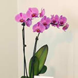 Potted pink orchid plant with arching flower stems in a white container