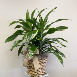 Tall green houseplant with glossy leaves in a woven basket with a burlap bow