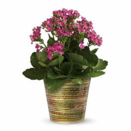 Potted plant with pink flowers in a striped container