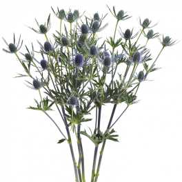 Blue thistle stems with spiky flower heads on a white background